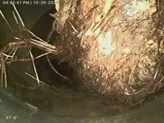 Sewer camera view showing tree roots inside a pipe